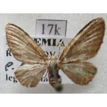 Eupithecia immundata (Lienig, 1846) Czech17k